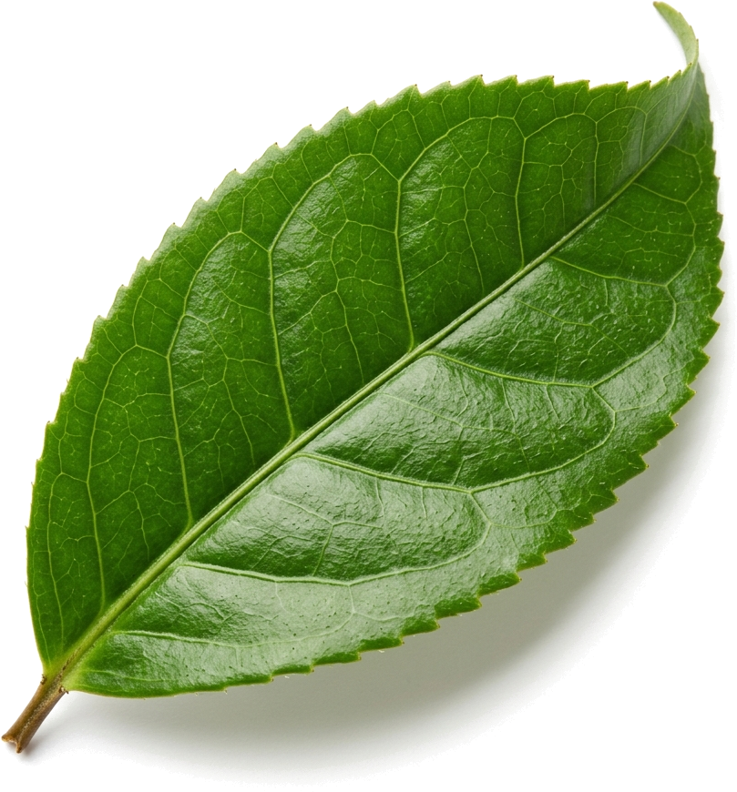 3D Fresh Ceylon Tea Leaf